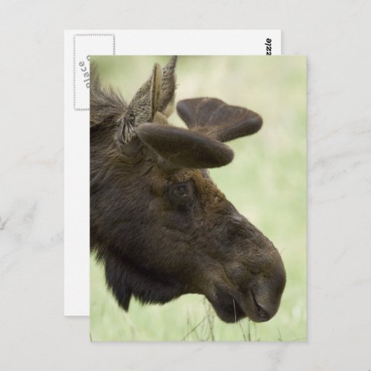 Moose Foto Postcard Postkarte (Vorne/Hinten)