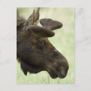 Moose Foto Postcard Postkarte