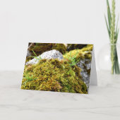 Moose, Frühlingsaufwachen Karte (Vorderseite)