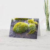 Moose, Frühlingsaufwachen Karte (Vorderseite)