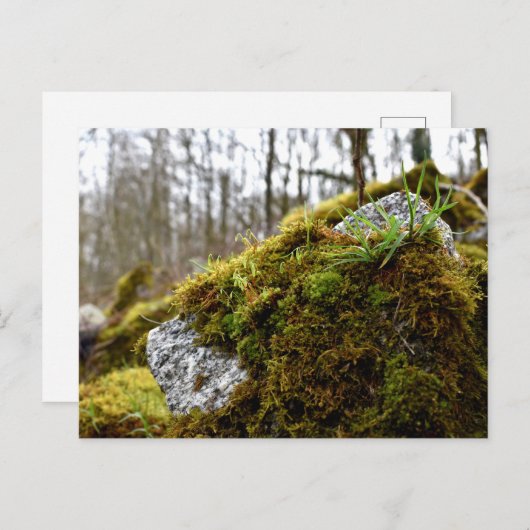 Moose, Frühlingsaufwachen Postkarte (Vorne/Hinten)