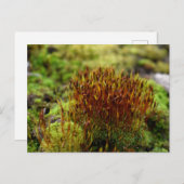 Moose, Frühlingsaufwachen Postkarte (Vorne/Hinten)