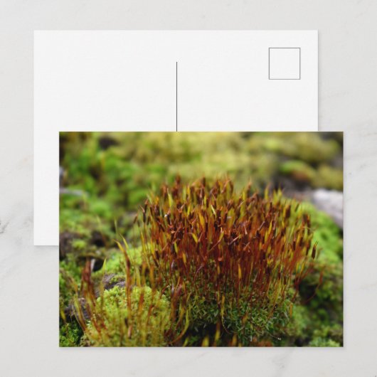 Moose, Frühlingsaufwachen Postkarte (Vorne/Hinten)