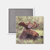 Moose Lounging Magnet (Vorderseite/Rückseite)