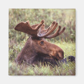 Moose Lounging Magnet (Vorne)
