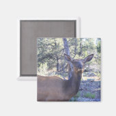 Moose Magnet (Vorderseite/Rückseite)