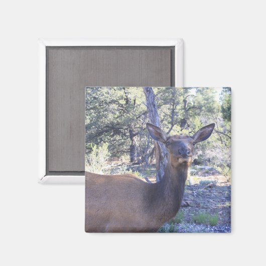 Moose Magnet (Vorderseite/Rückseite)