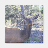 Moose Magnet (Vorne)