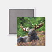 Moose Magnet (Vorderseite/Rückseite)