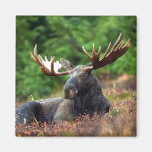 Moose Magnet (Vorne)