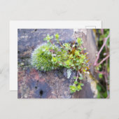 Moose mit winzigen Blume , Frühlingsaufwachen Postkarte (Vorne/Hinten)