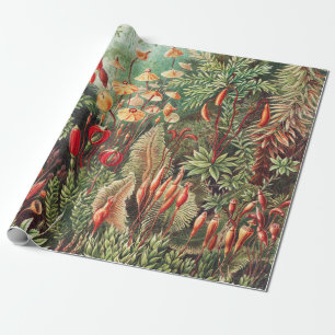 Moose, Muscinae Laubmoose von Ernst Haeckel Geschenkpapier