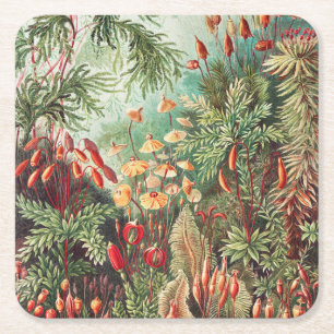 Moose, Muscinae Laubmoose von Ernst Haeckel Rechteckiger Pappuntersetzer