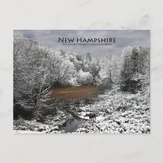 Moose on Snowy Oxbow: New Hampshire Postcard Postkarte (Vorderseite)