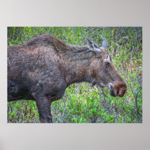 Moose Portrait Poster