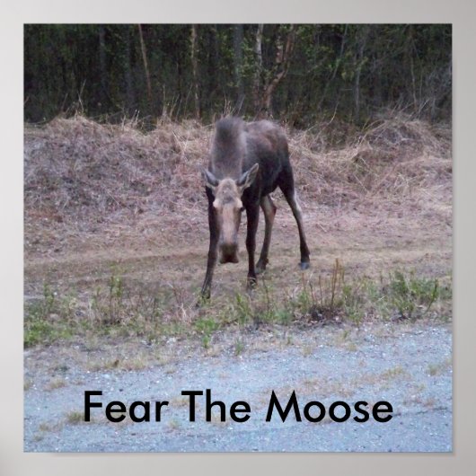 Moose Poster (Vorne)