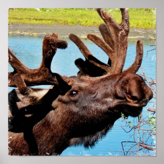 Moose Poster Print (Vorne)