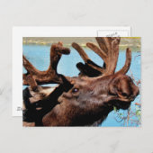 Moose Postkarte (Vorne/Hinten)