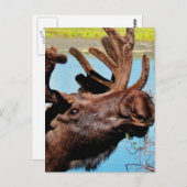 Moose Postkarte (Vorne/Hinten)