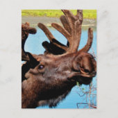 Moose Postkarte (Vorderseite)