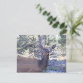 Moose Postkarte (Stehend Vorderseite)