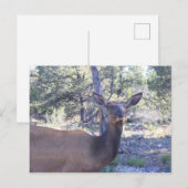 Moose Postkarte (Vorne/Hinten)