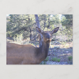 Moose Postkarte