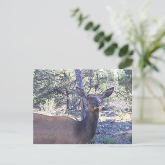 Moose Postkarten (Stehend Vorderseite)