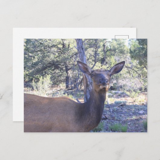 Moose Postkarten (Vorne/Hinten)