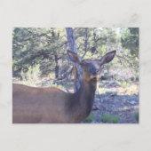 Moose Postkarten (Vorderseite)