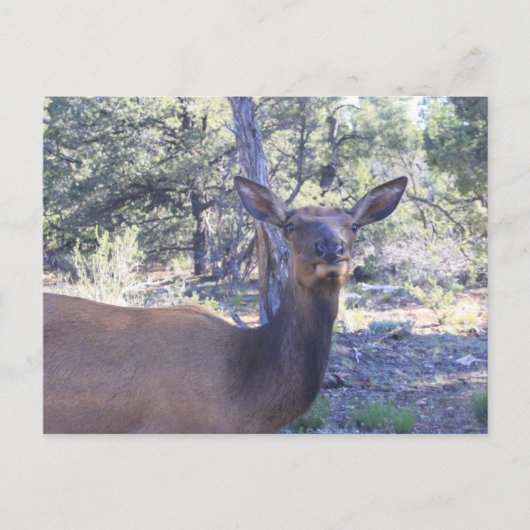 Moose Postkarten (Vorderseite)