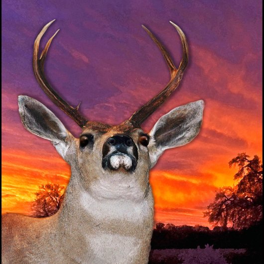 "MOOSE REFRESHING AM RIVERS EDGE" LEINWANDDRUCK