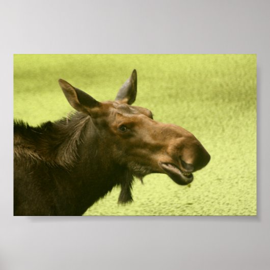 Moose sagte jemand "Cake" Poster (Vorne)