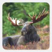 Moose Square Sticker (Vorderseite)