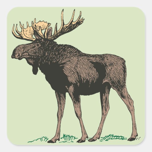 Moose Stickers (Vorderseite)