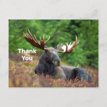 Moose Vielen Dank Postcard