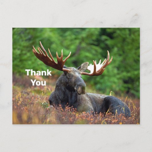 Moose Vielen Dank Postcard Postkarte (Vorderseite)