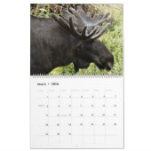 Moose Wall Calendar 2026 Wildlife Animals Kalender (Mär 2026)
