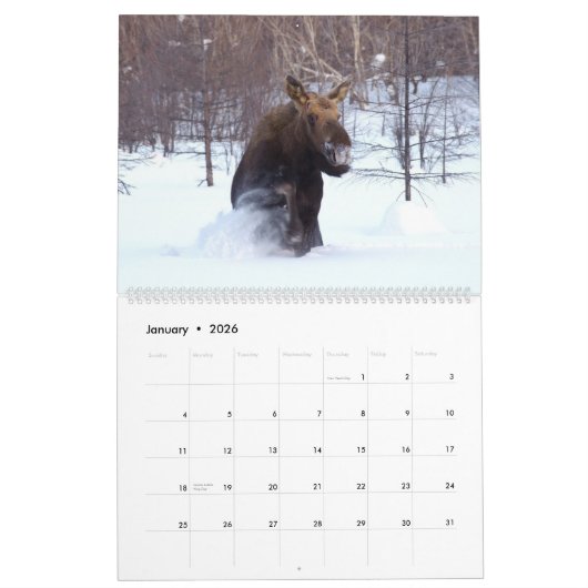 Moose Wall Calendar 2026 Wildlife Animals Kalender (Jan 2026)