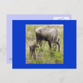 Moosecalf Postkarte (Vorne/Hinten)