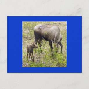 Moosecalf Postkarte