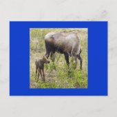 Moosecalf Postkarte (Vorderseite)