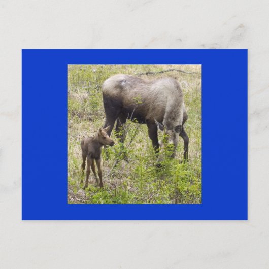 Moosecalf Postkarte (Vorderseite)