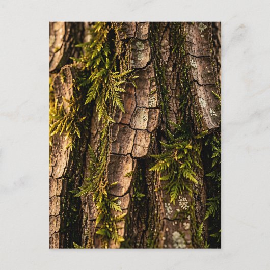Moosige Baumrinden-Waldtextur Postkarte (Vorderseite)