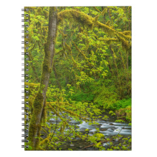 Moosige Felsen und Bäume säumen Eagle Creek Notizblock