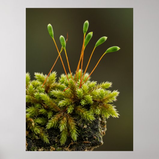 Moosmotiv Poster (Vorne)