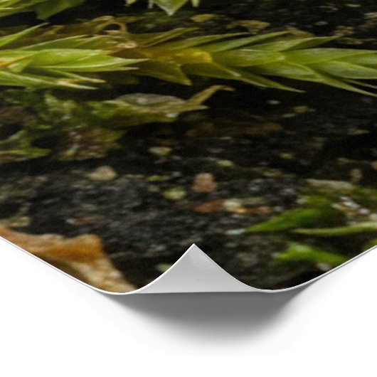 Moosmotiv Poster (Ecke)