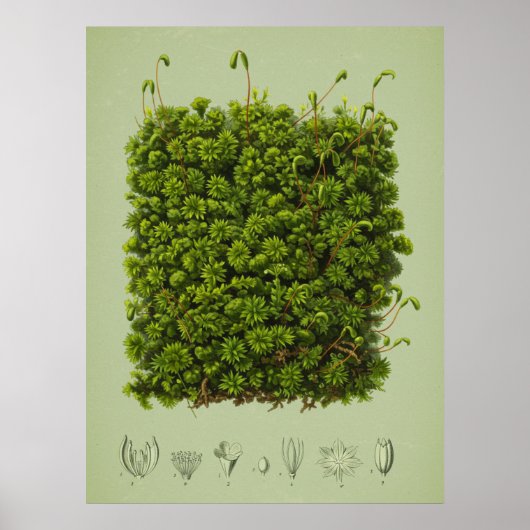 Moosmotiv Poster (Vorne)