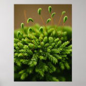 Moosmotiv Poster (Vorne)