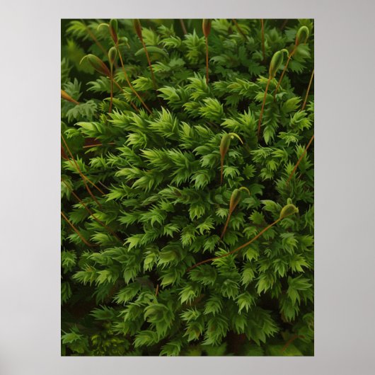 Moosmotiv Poster (Vorne)